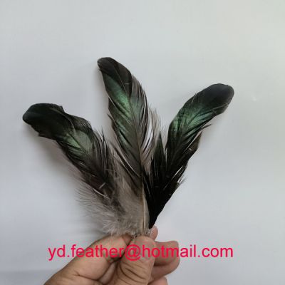 Black Rooster Tail Feather6-8