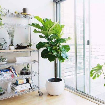 High Quality Fiddle Leaf Bonsai Plants Decorative Home Outdoor Bonsai Stand