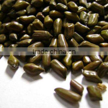 99% Machine Cleaned Cassia Tora Seeds