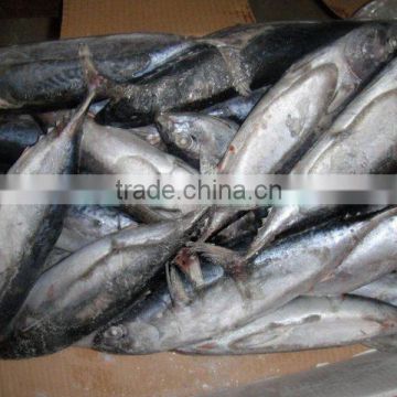 New arrival 300-500g bonito