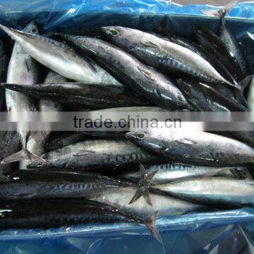 FROZEN BONITO photo-5