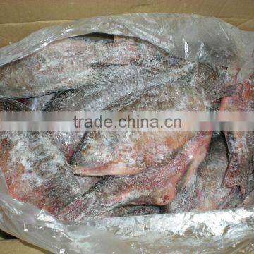 Tilapia Bream 300-400G Frozen Fish Nile