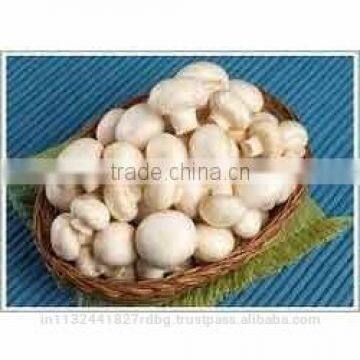 fresh button mushroom exporters/oyster mushroom suppliers