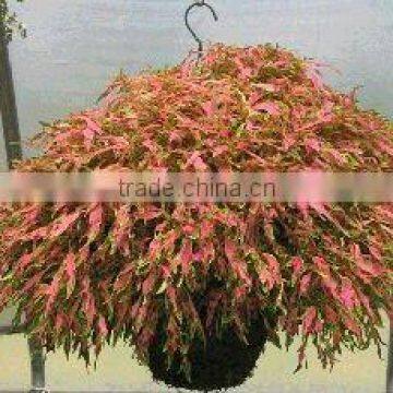 Sphagnum moss hanging basket