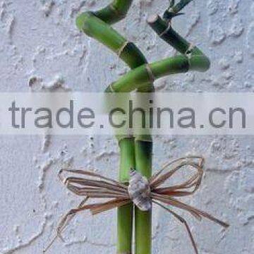 Top Quality Lucky Bamboo With Lower Price 25cm Spiral Lucky Bamboo