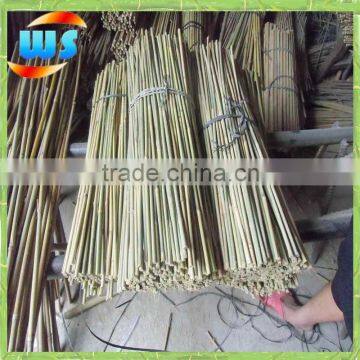 Native bamboo cane for suport plants