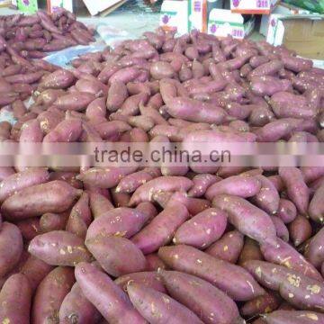 FRESH SWEET POTATO photo-4