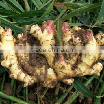Wholesale Ginger Price for Sale photo-2