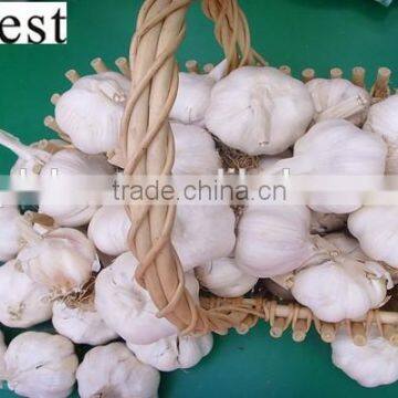 PURE WHITE FRESH GARLIC 4.5CM