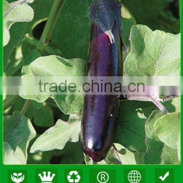 JE01 high quality hybrid purple eggplant seeds for hot sales