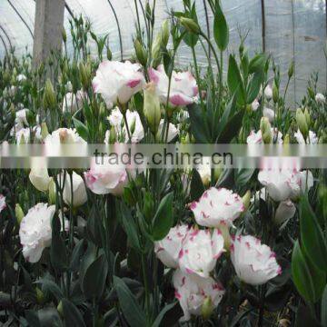 High Quality Fresh Cut Flowers Eustoma From Flower Plating Base photo-3