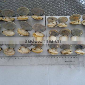 New Season Frozen Vacuum Packed Cooked Short Necked Clam photo-4