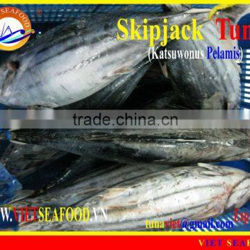 FROZEN SKIPJACK TUNA WHOLE ROUND