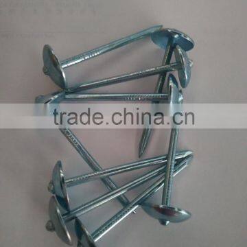 Blue Galvanized Roofing Nails to Indonesia photo-2