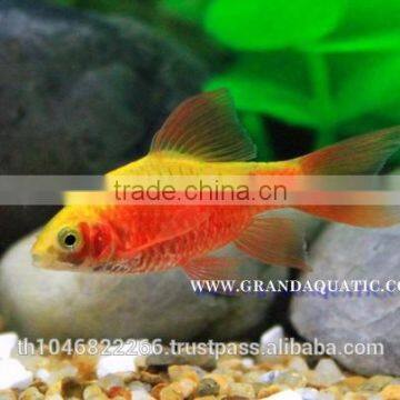 Rosy Barb Fish Farm For Sale and Export photo-2