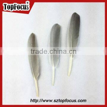 50pcs Home Decorative Dyed Natural Grey Dyed Goose Feathers Sale