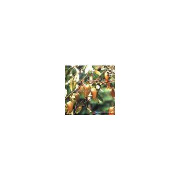 Griffonia simplicifolia Seed Extract