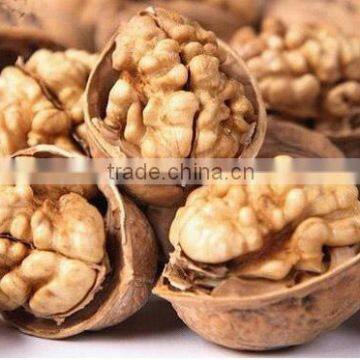 walnuts in shell and walnut kernel