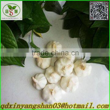 (A A A ) Pure White Garlic/Normal White Garlic