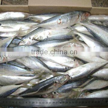 Land Frozen Whole Horse Mackerels for Bait