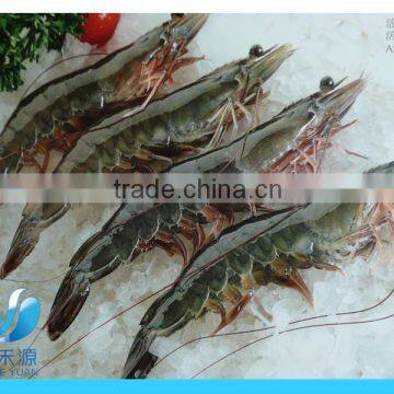 Frozen whole live vannamei prawn/shrimp