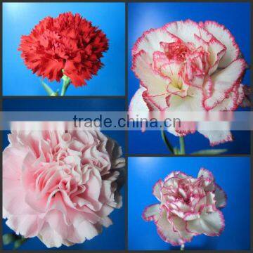 Fresh cut flowers Yunnan carnation