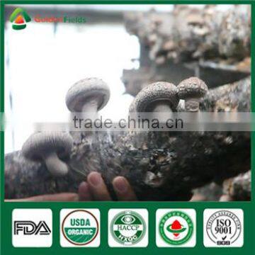 China Supplier Organic Greenhouse Fresh and Dried Shiitake Mushroom Sawdust Spore Spawn