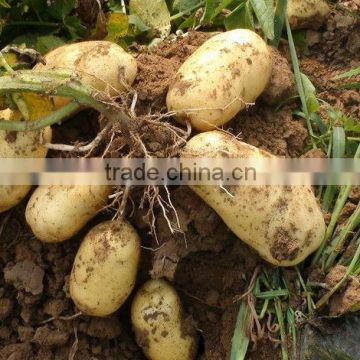 2013 crop Fresh Potatoes