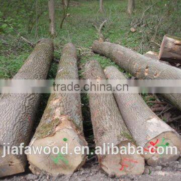 Birch log - veneer grade