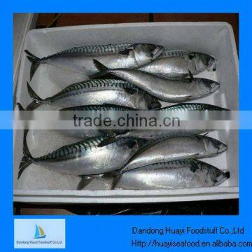 Seafood frozen cooked mackerel fish