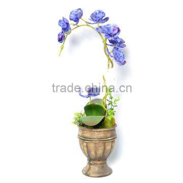 Noble Phalaenopsis Orchids With Archaistic Pot