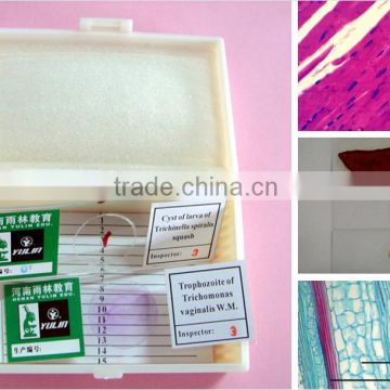 school teaching lab prepared microscope slides