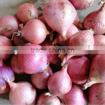 shallot/ onion