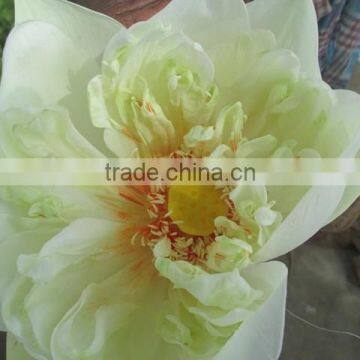 Fresh White Lotus Flower Bud Supplier in India