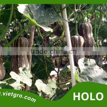 High Yield F1 Hybrid Pumpkin Seed - HOLO 08