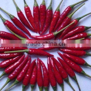 2012 red color and dried chilli paragraph -- buy right now!!!