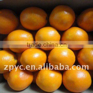 Chinese navel orange