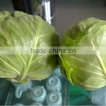 Cabbage Type and Cruciferous Vegetabless Product Type Fresh Cabbage photo-4
