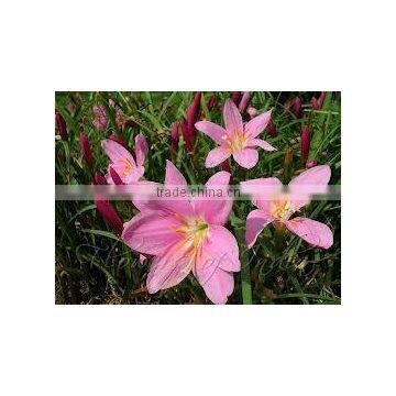 Zephyranthes grandiflora Thunder Lily Pink Zephyr-lily Flower Of The Westwind