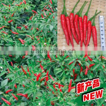 New hybrid F1 Pepper seeds hot and spicy pepper seeds for growing-15HO-27