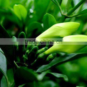 Evergreen Foliage Fagraea Ceilanicaof Outdoor Indoor Landscaping Decorative Ornamental Plants