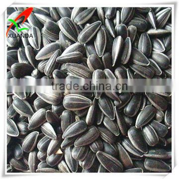 black sunflower selection seeds for oil