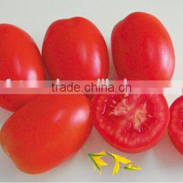 Small Red Oval Tomato Seed FST 077