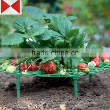 Strawberry Support