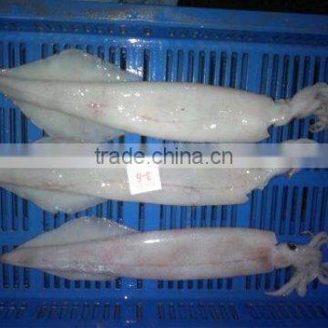 Needle Squid