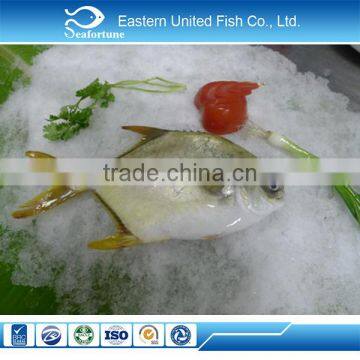 IQF Frozen Whole Round Golden Pomfret Fish photo-3