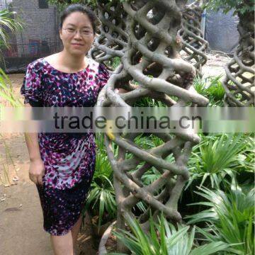 Ficus benjamina cage shape high 250cm