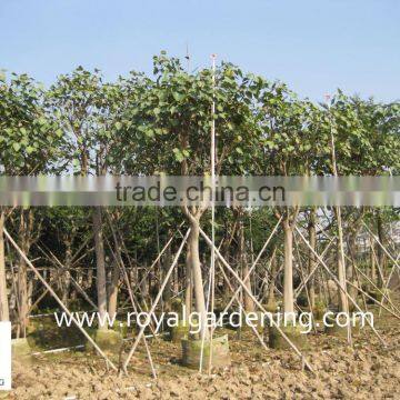 Ficus Religiosa for Shipment photo-3