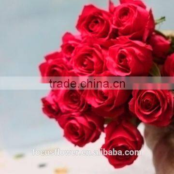 A Grade Multi Colors Same Quality as Ecuador Fresh Cut Rose Flowers from Kunming