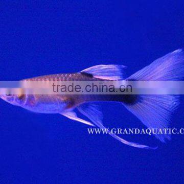 Guppy Fish / Ornamental Fish Exporter photo-3